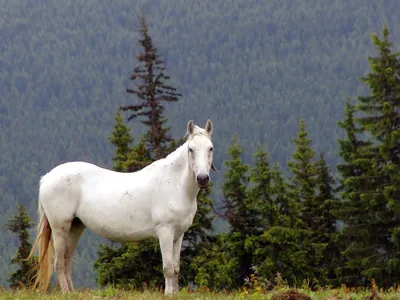 Белая лошадь поднимая вверх Стоковое Изображение - изображение  насчитывающей сильно, жеребец: 93877551