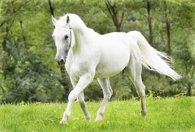 Белый конь | Викинги Вики | Fandom