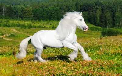 Белая лошадь, скачущая по волнам» картина Родионовой Светланы маслом на  холсте — купить на ArtNow.ru