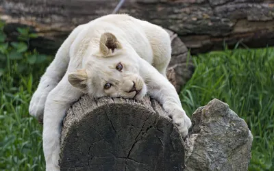 Чудо природы: в парке \"Тайган\" появилась чистокровная белая львица | ТВ  Центр | Дзен