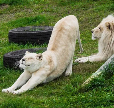 Маленькая белая львица исчезла из вольера: что произошло в ярославском  зоопарке
