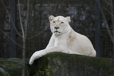 Львица Белая Зоопарк - Бесплатное фото на Pixabay - Pixabay