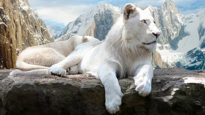 Светлая белая львица со шрамом на …» — создано в Шедевруме