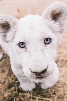 Белая львица, которые интенсивно с ее голубыми глазами в этом красивом  конце на фотографии лица. Этот снимок был сделан в восточно Стоковое  Изображение - изображение насчитывающей охотник, млекопитающее: 193848481