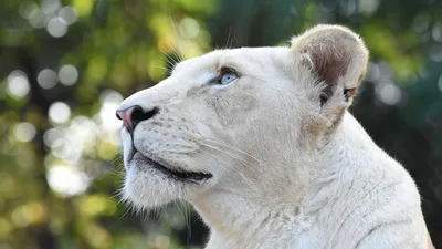 В Ярославском зоопарке умерла белая львица Лава | 28.11.18 | Яркуб