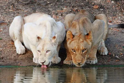 Фотография лев Львица Белый головы смотрят животное