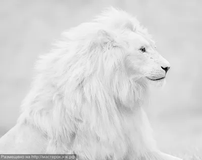 Король Лев белая львица арт - 74 фото