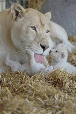 Фигурка Белая львица с детенышем 50203 Papo - купить с доставкой по  выгодным ценам в интернет-магазине OZON (240602130)