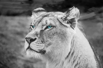 Белые львы в природе - 71 фото