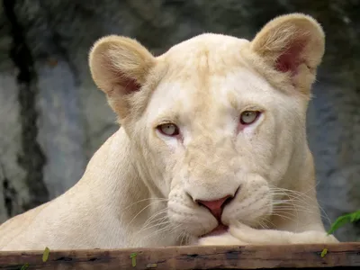 Картинка с белой львицей, большой кошкой с необычным окрасом — Картинки и  авы