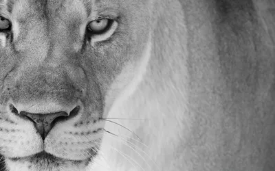 Фигурка MOJO Animal Planet белая львица купить по цене 819 ₽ в  интернет-магазине Детский мир