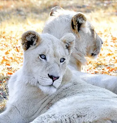 Белая львица - картинки и фото poknok.art