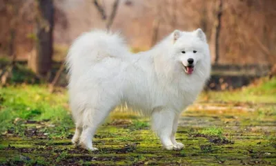 Порода собак белого цвета и пушистая (72 фото) - картинки sobakovod.club