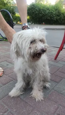 какая порода собак белая большая пушистая: 10 тыс изображений найдено в  Яндекс.Картинках | Fluffy animals, Pomeranian puppy teacup, Cute pomeranian