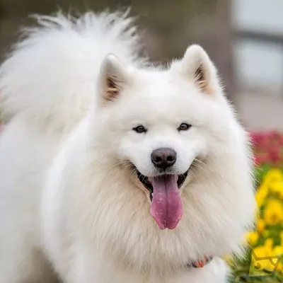 Белая кудрявая собака - 69 фото