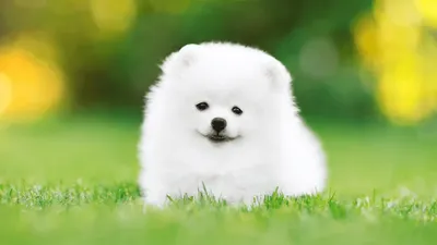 Белая собака пушистая» — создано в Шедевруме