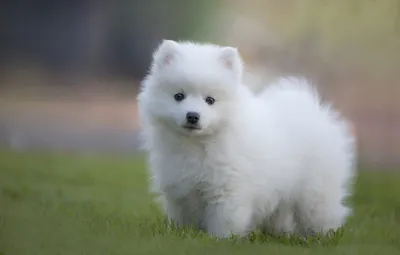 Пушистая белая собака порода похожая на медвежонка (45 фото) - картинки  sobakovod.club