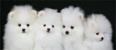 Белая пушистая собака Stock Photo | Adobe Stock
