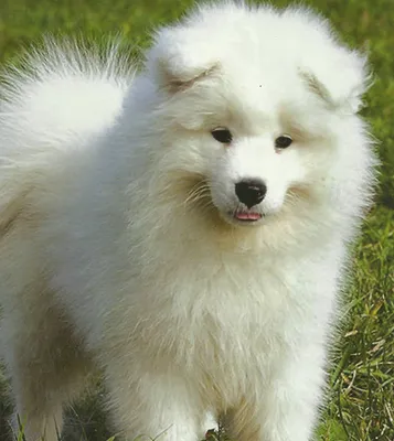 Большие пушистые белые собаки (59 фото) - картинки sobakovod.club