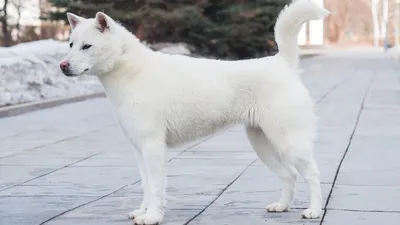 Очень белая пушистая собака в снегу…» — создано в Шедевруме