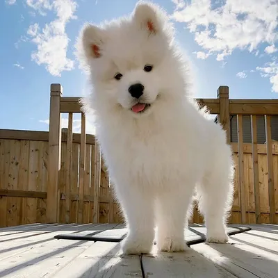 Топ-12 самых красивых белых собак