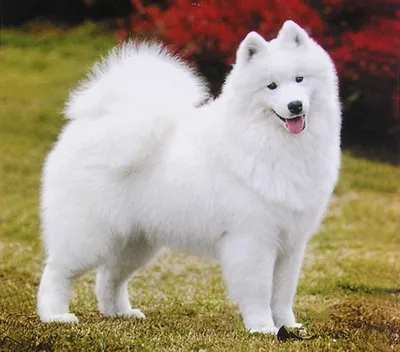 Белые собаки: популярные породы, особенности ухода за шерстью