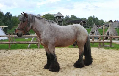 Бельгийская лошадь фото 