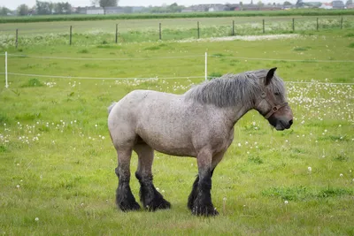 Лошадь Бельгийская Ломовая - Бесплатное фото на Pixabay - Pixabay