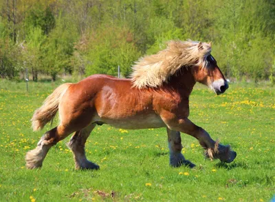 бельгийская лошадь мощная стоковое изображение. изображение насчитывающей  свет - 20725619