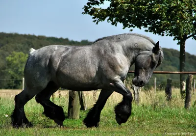 Pin by Brigitte Lange on Kaltblüter | Draft horses, Big horses, Belgian  horse