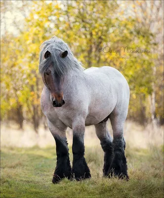 Бельгийская лошадь, Бельгийская тяжелая лошадь, Brabancon, тяжелая порода  лошадей, 5 лет, стоя на белом фоне стоковое фото ©lifeonwhite 10893118
