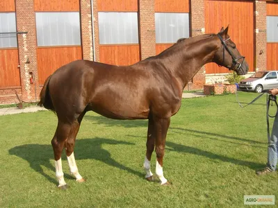 Бельгийская лошадь, Бельгийская тяжёлая лошадь, Брабансон, порода лошадей  стоковое фото ©lifeonwhite 10893174