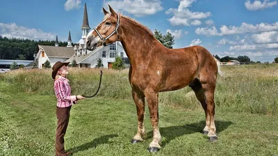Бельгийская лошадь, бельгийская тяжелая лошадь, Brabancon, порода лошади  проекта, 16 лет Стоковое Фото - изображение насчитывающей проект, вниз:  131663774