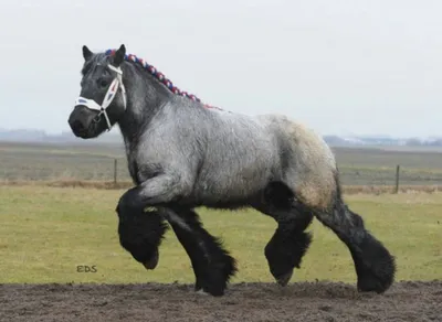 Бельгийская лошадь, Бельгийская тяжелая лошадь, Brabancon, тяжелая порода  лошадей, 10 лет, стоя на белом фоне стоковое фото ©lifeonwhite 10893138