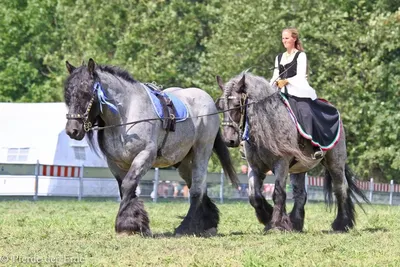 Бельгийская лошадь, бельгийская тяжелая лошадь, Brabancon, порода лошади  проекта, 4 лет старого Стоковое Фото - изображение насчитывающей люди,  экземпляр: 131664102