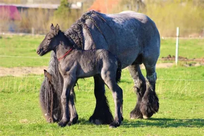 Бельгийская лошадь, Бельгийская тяжёлая лошадь, Брабансон, порода лошадей  стоковое фото ©lifeonwhite 10893104