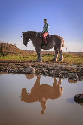 жеребец породы Бельгийская рабочая (Брабансон) Автор: Николаева Олеся |  Brabant horse, Stallion horses, Horses