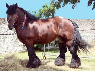 Бельгийские лошади: история породы, характеристика, экстерьер