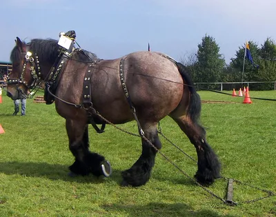 Schleich 13941 Бельгийская тягловая лошадь - купить с доставкой по выгодным  ценам в интернет-магазине OZON (836980228)
