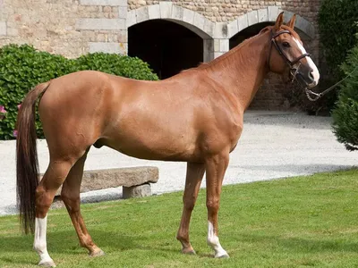 Бельгийская теплокровная лошадь: описание, история, интересные факты |  Огородники