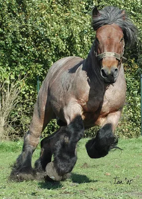 Порода лошадей бельгийская рабочая - картинки и фото poknok.art