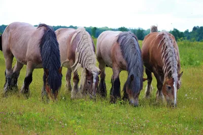 Ферма больших лошадок | Пикабу