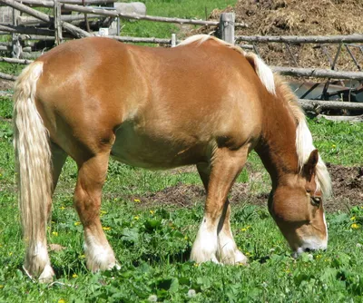 Бельгийские лошади: история породы, характеристика, экстерьер