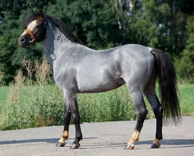 KsiushaTarasova - В настоящее время самой высокой лошадью в мире является  бельгийский тяжеловоз по кличке Большой Джейк, мерин, родившийся в 2000  году. Его рост составляет 210 см. Предыдущая самая большая в мире