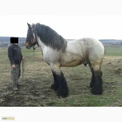 Бельгийская лошадь - 100 фото