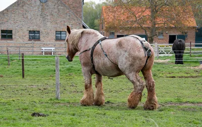 Бельгийская теплокровная порода лошади. Сайт про зверей - ZveroSite.ru