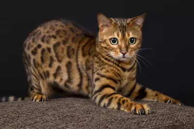 Элитный домашний леопардик — Бенгальский кот | Pets2.me | Дзен