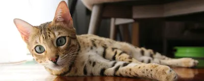 Бенгальская - Порода кошек - Информация и особенностях | Хиллс