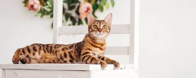 Бенгальская кошка: чем кормить, особенности породы и ухода -  Интернет-зоомагазин Korm