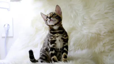 Купить бенгальского котенка - Питомник бенгальских кошек Big Marshal  (Москва)